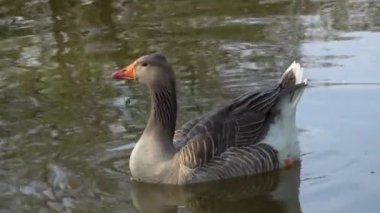 Gölün kenarındaki parkta bir kazın yakın plan fotoğrafı.