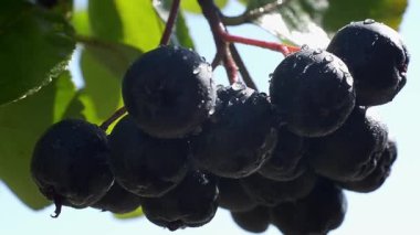 Bahçede kuşüzümü