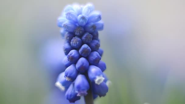 Blue Hyacinth Flower Garden — Stock Video