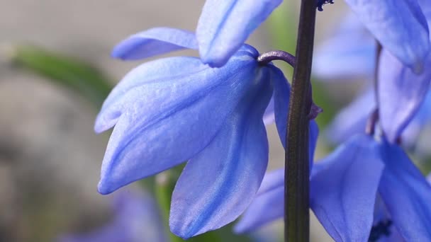 庭の美しい青い花 閉じる アップ — ストック動画