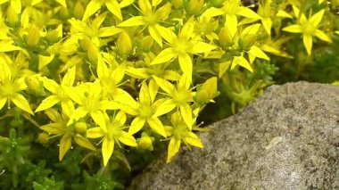 Güzel botanik fotoğrafı, doğal duvar kağıdı.