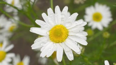 Bahçedeki güzel beyaz kamelya papatya çiçeğine yaklaş.