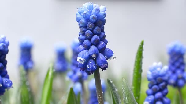 Hyacinths Spring Garden — Stock Video