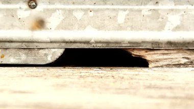 Kovandaki ahşap bir kutuda arı kovanları