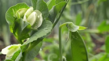 Beyaz bir çiçeğe yaklaş