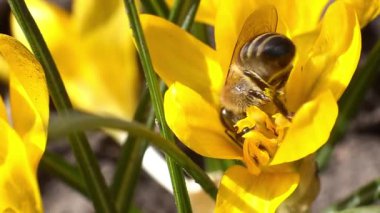 bahçede sarı çiçek arıya