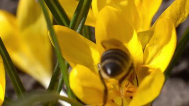 Arı sarı çiçekte polen topluyor.