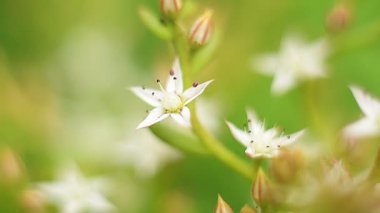 Bir yıldızın beyaz çiçeği - Bahçede çiçek şeklinde