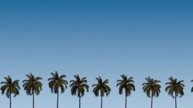 Mavi gökyüzüne karşı palmiye ağaçları.