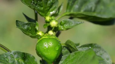 Su damlaları ile yeşil biber