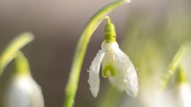 Bulanık arkaplanda güzel kar damlaları, yakın plan