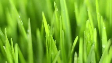 Yeşil Çimene Yaklaş