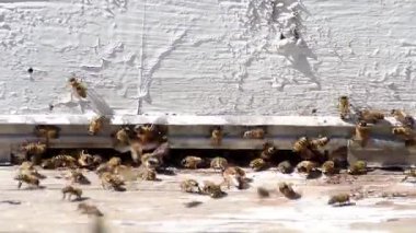 Kovandaki arılar