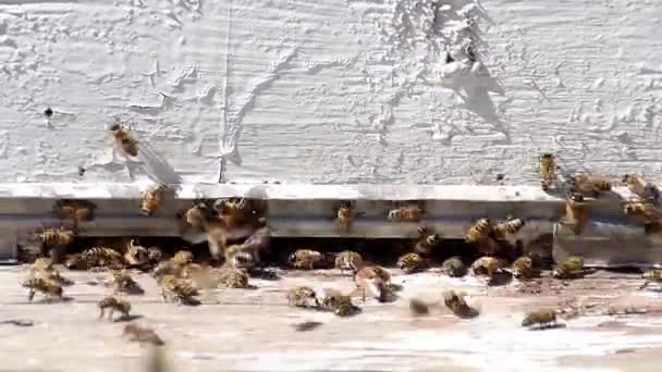 Bienen Auf Dem Stock — Stockvideo