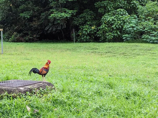 Singapore Rooster Hillview — Stock Photo, Image