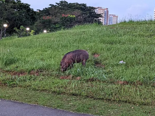 Singapore Wild Boar Feeding Punngol — Stock Photo, Image