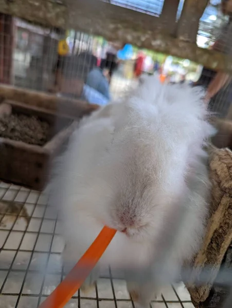 Kaninchen Käfig Knabbert Einer Möhre — Stockfoto