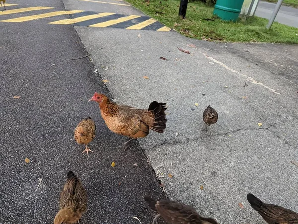 Chicken Crossing Road Singapore — Stock Photo, Image