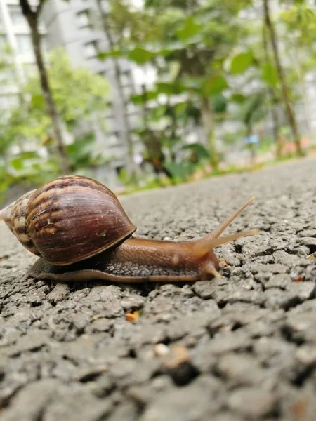 Snail Crawling Garden — Stock Photo, Image