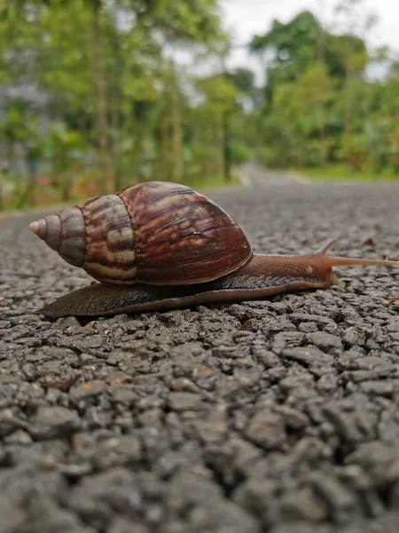 Snail Crawling Garden — Stock Photo, Image