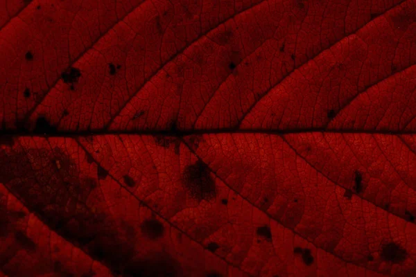 Textura Červených Listů Třešňové Květy — Stock fotografie