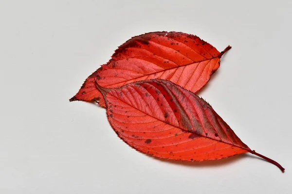 Czerwony Liść Liść Kwiatu Wiśni — Zdjęcie stockowe