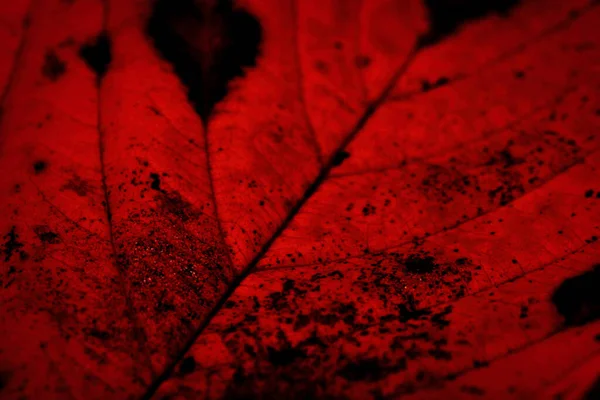Red Colored Leaf Texture Cherry Blossom Leaf — Stock Photo, Image