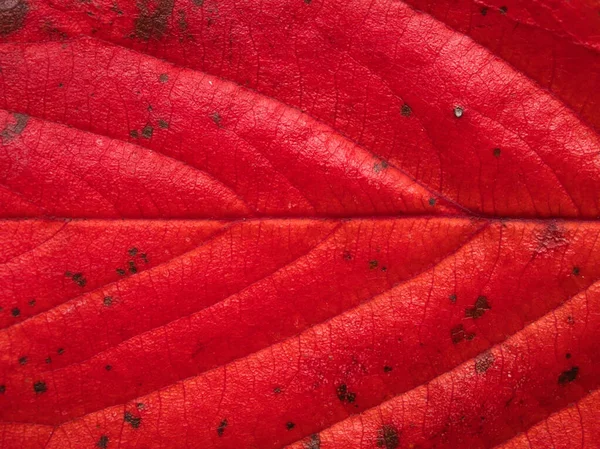 Textura Folha Cor Vermelha Folha Flor Cereja — Fotografia de Stock