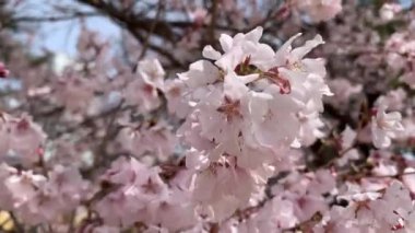 Japonya 'da gösterilen kiraz çiçekleri