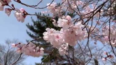 Japonya 'da gösterilen kiraz çiçekleri