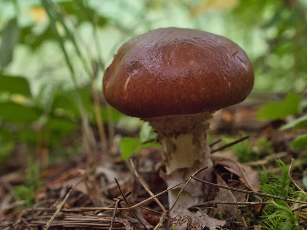 Mushrooms Found Japanese Forests — Stock Photo, Image