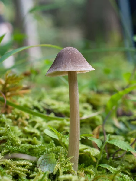 Mushrooms found in Japanese forests