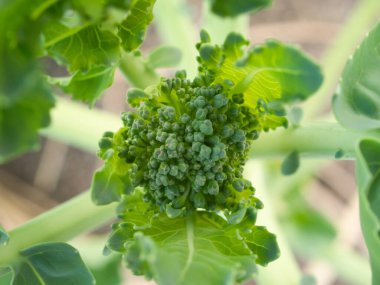Brokoli tomurcuklarını kapat