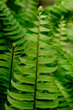 Nefrolepis exaltata, kılıç eğreltiotu ya da Boston. Lomariopsidaceae familyasındaki eğreltiotu türleri. Yeşillik. Paku gunung..