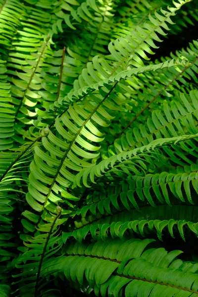 Nephrolepis exaltata, the sword fern or Boston. species of fern in family Lomariopsidaceae. greenery. paku gunung.