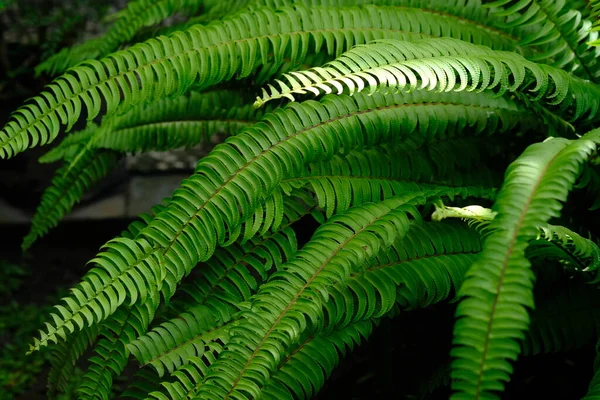 Nephrolepis Exaltata Sword Fern Boston Species Fern Family Lomariopsidaceae Greenery — Stock Photo, Image