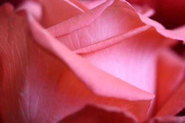 Detailní Záběr Krásné Růžové Růže Makro Fotografie — Stock fotografie
