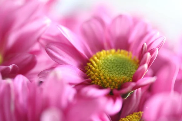 Detailní Záběr Fialových Květů — Stock fotografie