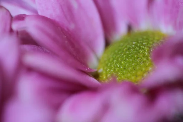 Closeup Fialový Květ — Stock fotografie