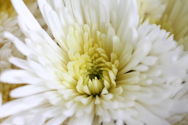 Bílé Květy Chryzantémy Fotografie Maker — Stock fotografie