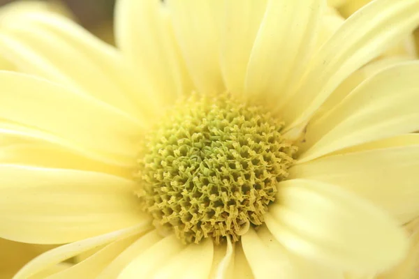 Krásné Bílé Heřmánkový Květ — Stock fotografie