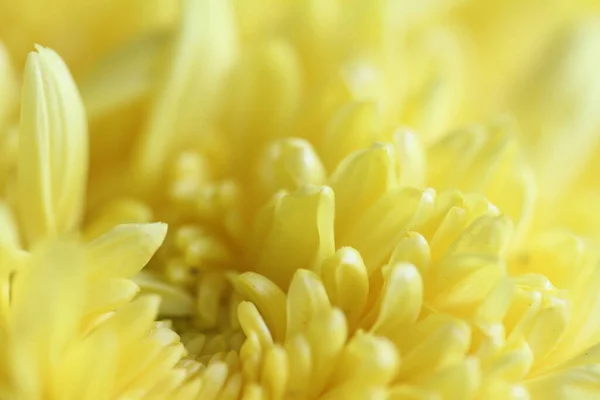 Krásný Žlutý Květ Makro Střílet — Stock fotografie