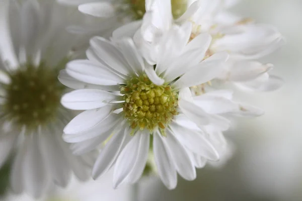 Bílé Květy Chryzantémy Okvětní Lístky Vypadají Nádherně Tato Květina Mnoho — Stock fotografie