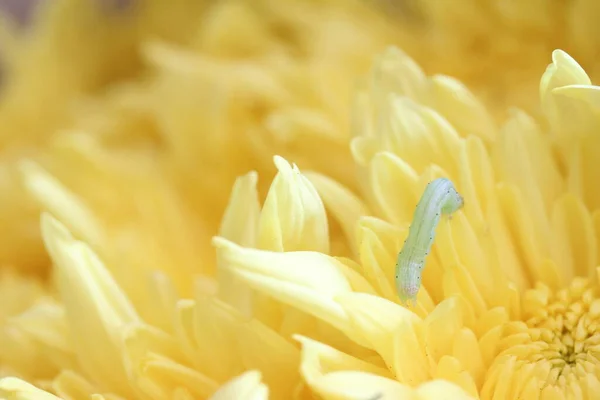 Detailní Záběr Housenky Nad Žlutým Květem Fotografie Maker — Stock fotografie