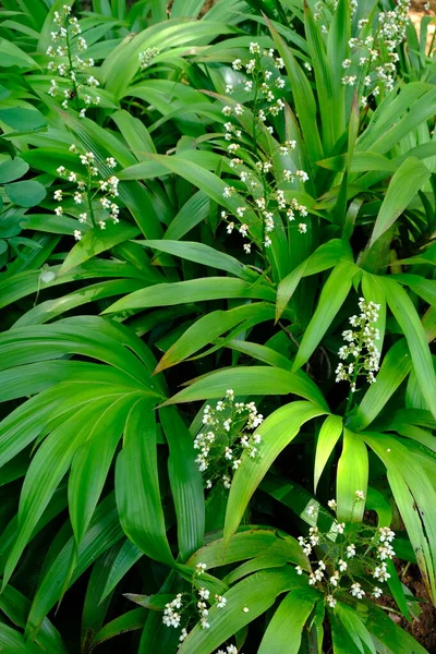 Ornamental Plants Grow Forests Have Small White Flowers Plant Found — Stock Photo, Image