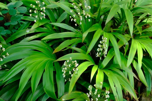 Ornamental Plants Grow Forests Have Small White Flowers Plant Found — Stock Photo, Image