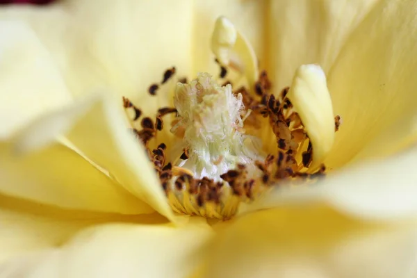 Žlutý Zinek Elegans Květ Zblízka — Stock fotografie