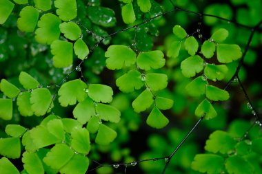 Suplir, Vittarioideae alt kabilesi Pteridaceae kabilesine ait Adiantum cinsine ait bir odayı veya bahçeyi dekore etmek için popüler bir eğreltiotudur. Maidenhair eğreltiotu. Islak süs bitkisi.