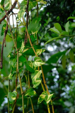 Ormanda yeşil yaprakları olan bir ağaca yaklaş.