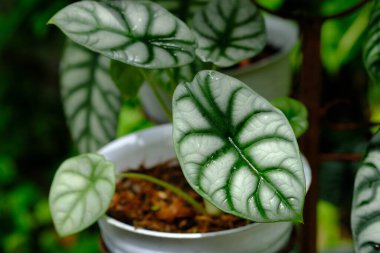 alocasia cuprea. Tanrı 'ya şükür. Alocasia, Araceae familyasından geniş yapraklı, rhizomatöz ve tüberküloz çiçekli bir bitki cinsidir. trend süs bitkileri veya ev bitkileri.